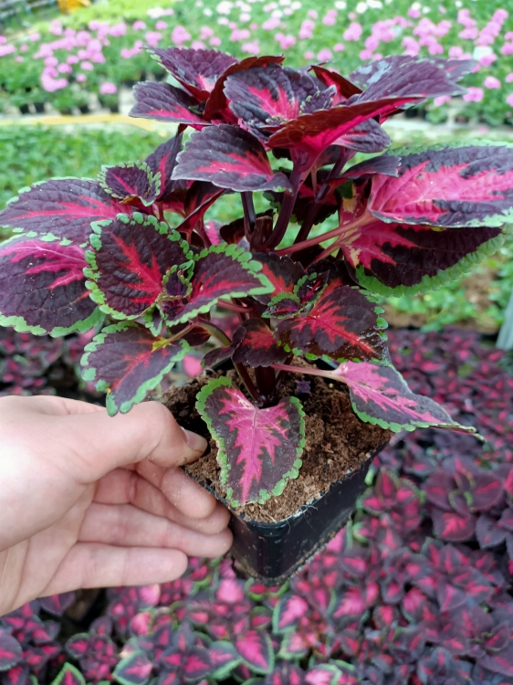 KOLEUS, COLEUS - ZIELONO-BORDOWY p9