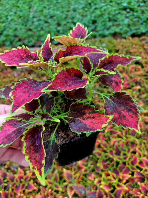KOLEUS, COLEUS - ZIELONO-BORDOWY p9