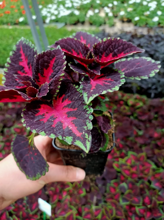 KOLEUS, COLEUS - ZIELONO-BORDOWY p9