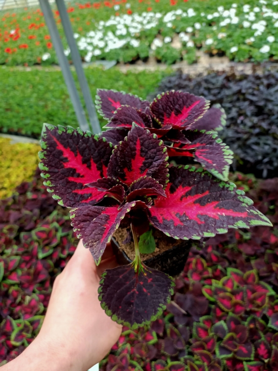 KOLEUS, COLEUS - ZIELONO-BORDOWY p9