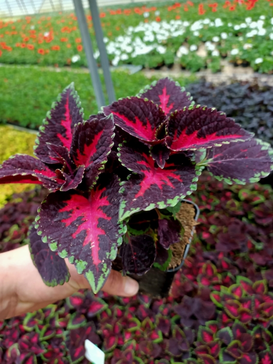 KOLEUS, COLEUS - ZIELONO-BORDOWY p9