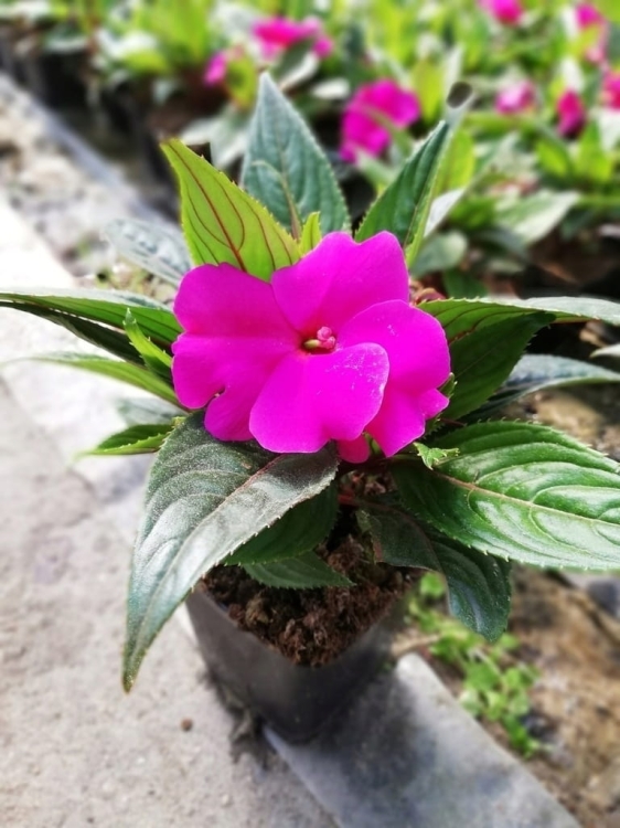 NIECIERPEK BISKUPI PURPLE BLUE