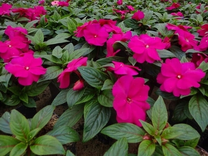 NIECIERPEK BISKUPI PURPLE BLUE