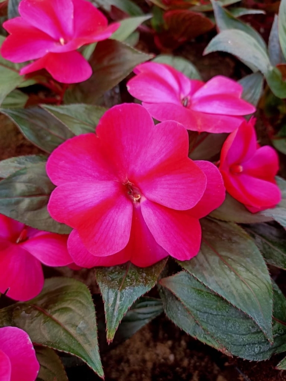 NIECIERPEK MAGENTA RED FLAME