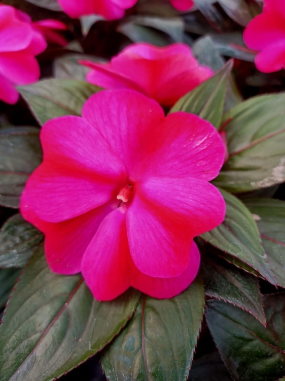 NIECIERPEK MAGENTA RED FLAME