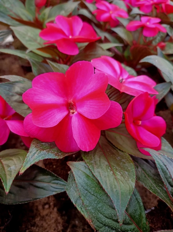 NIECIERPEK MAGENTA RED FLAME