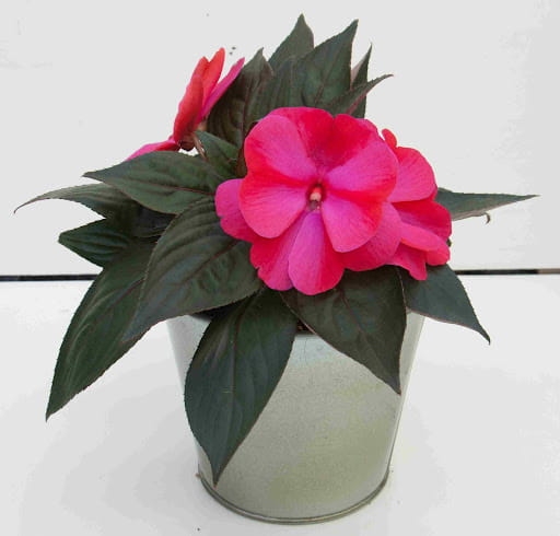 NIECIERPEK MAGENTA RED FLAME