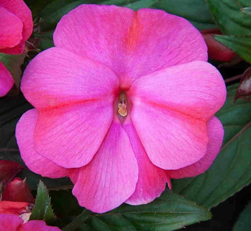 NIECIERPEK MAGENTA RED FLAME