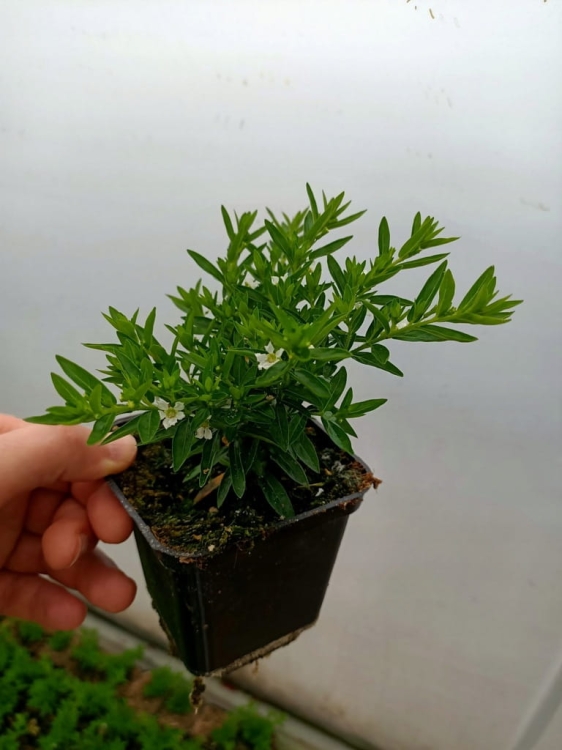 Biała Kufea, Cuphea hyssopifolia White