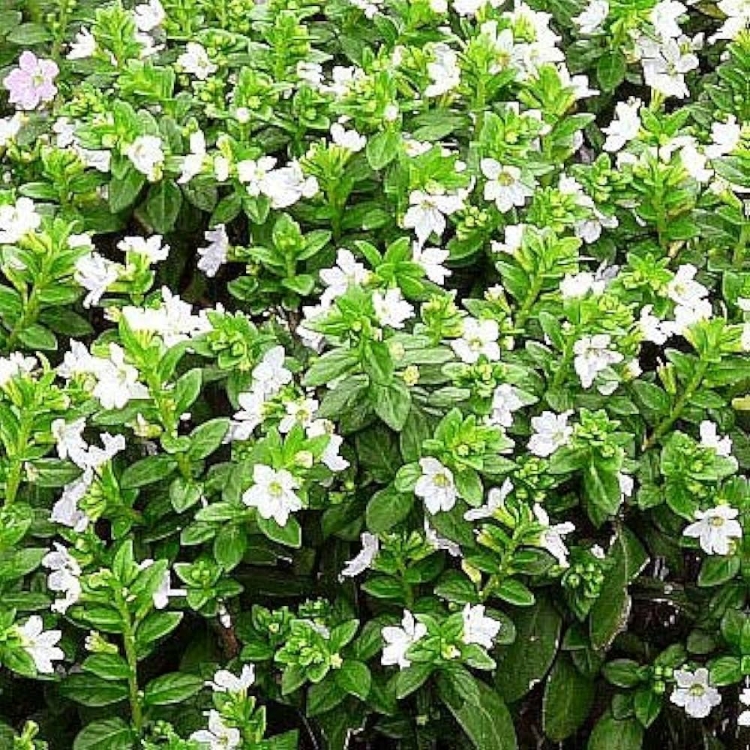 Biała Kufea, Cuphea hyssopifolia White