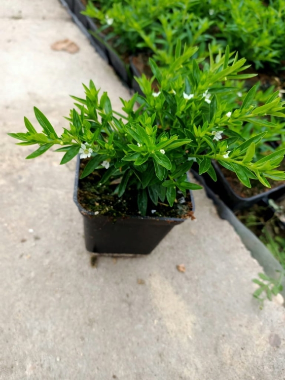 Biała Kufea, Cuphea hyssopifolia White