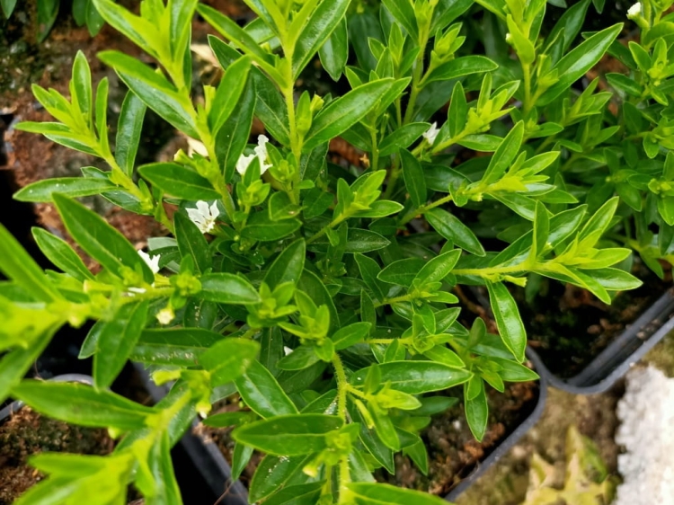 Biała Kufea, Cuphea hyssopifolia White