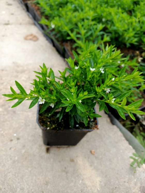 Biała Kufea, Cuphea hyssopifolia White