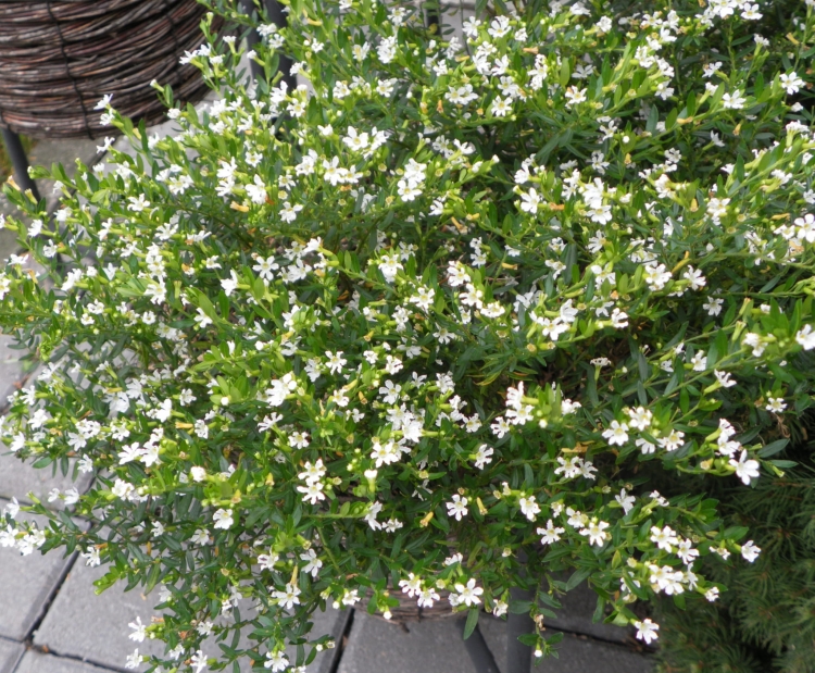 Biała Kufea, Cuphea hyssopifolia White