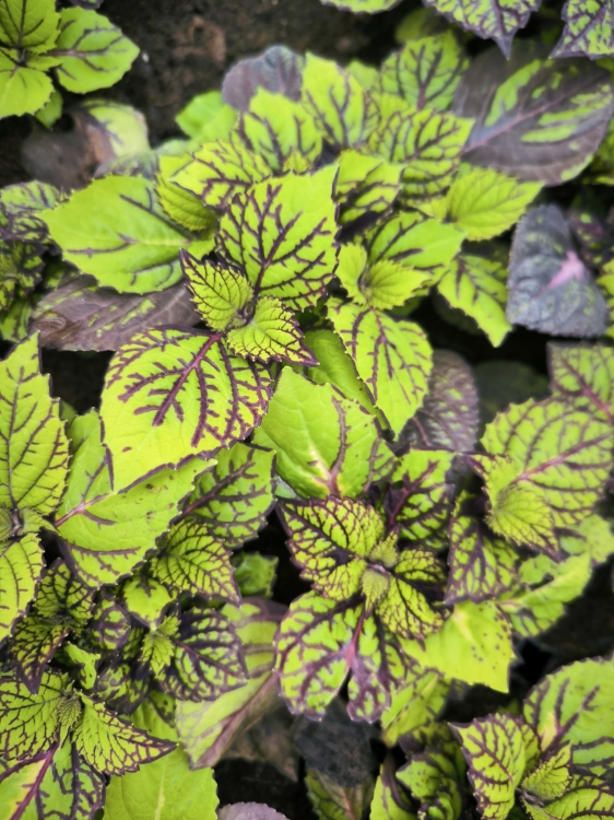 KOLEUS, COLEUS CZARNO - ZIELONY P9