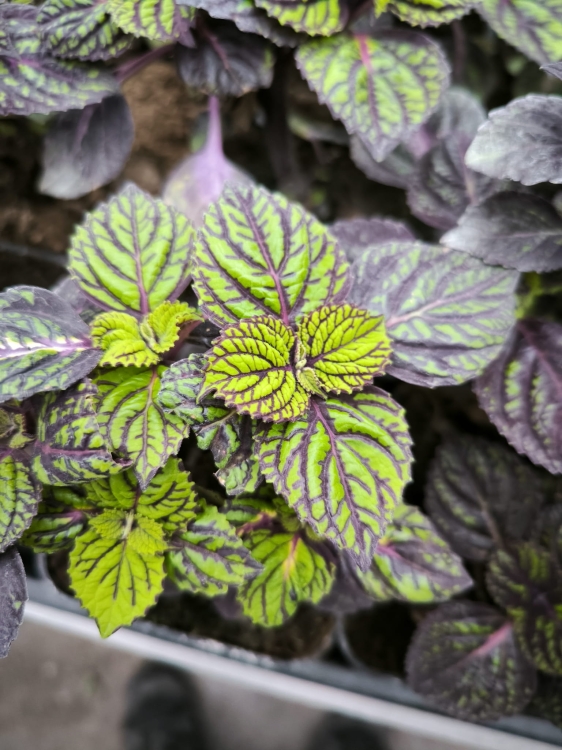 KOLEUS, COLEUS CZARNO - ZIELONY P9