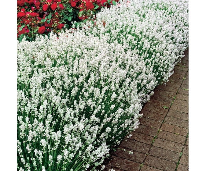 LAWENDA BIAŁA sadzonka p9 Scent WhiteEarly