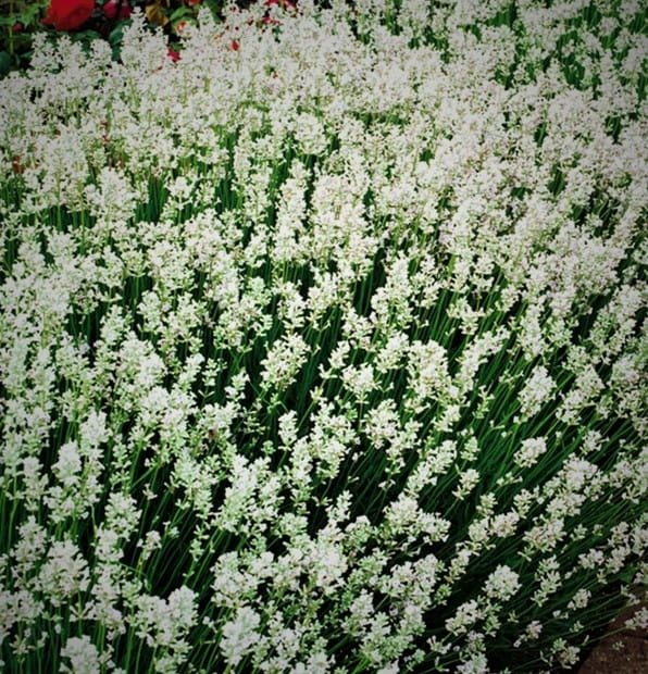 LAWENDA BIAŁA sadzonka p9 Scent WhiteEarly