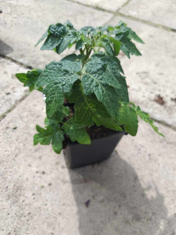 POMIDOR BALKONOWY ZWISAJĄCY