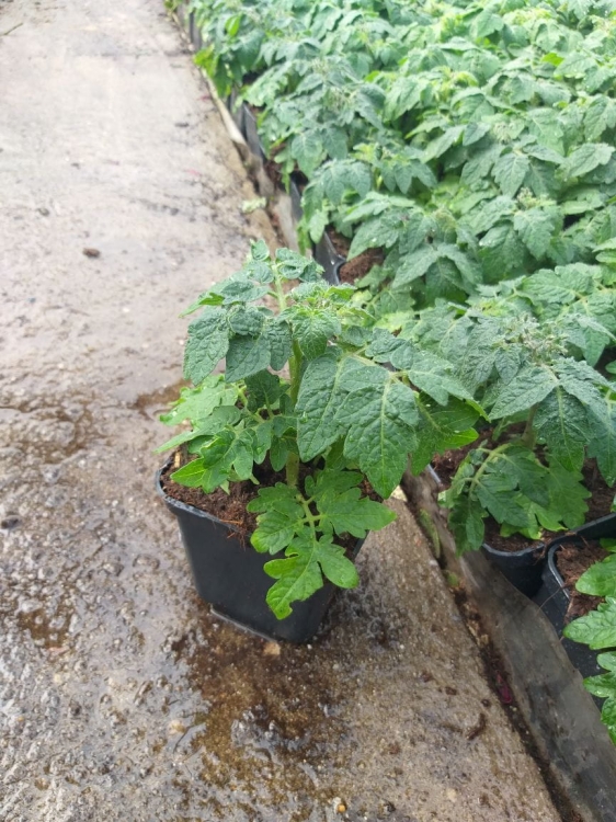 POMIDOR BALKONOWY ZWISAJĄCY