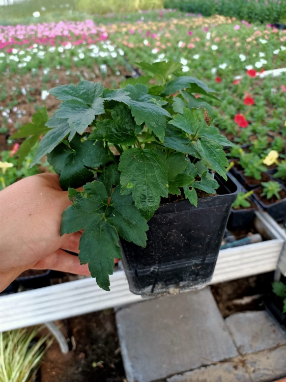 POMIDOR BALKONOWY ZWISAJĄCY