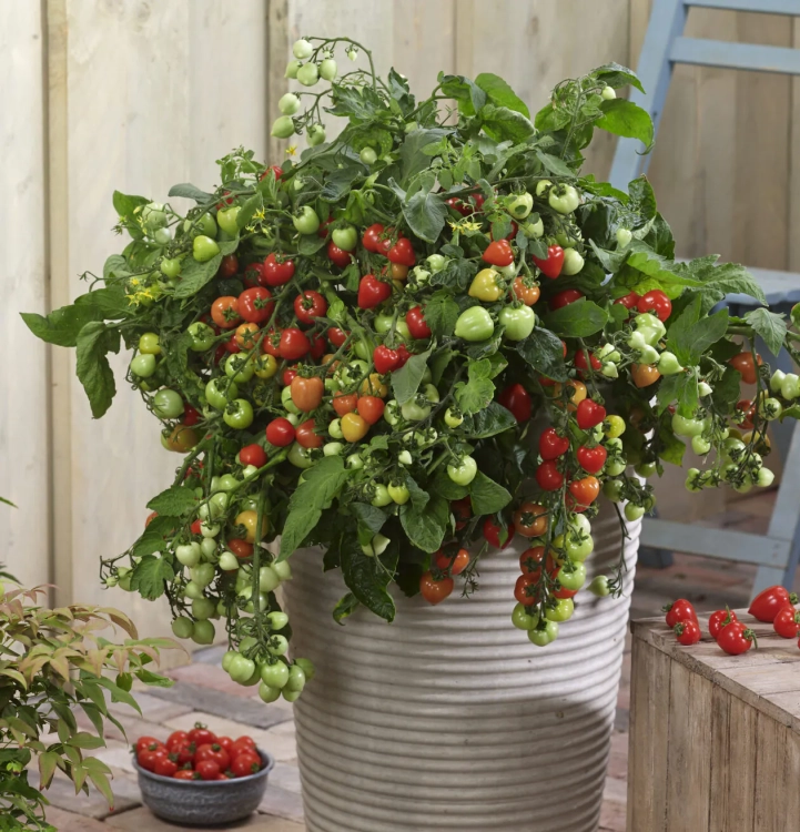 POMIDOR BALKONOWY ZWISAJĄCY
