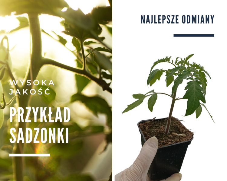 Pomidor Delfine Prime F1