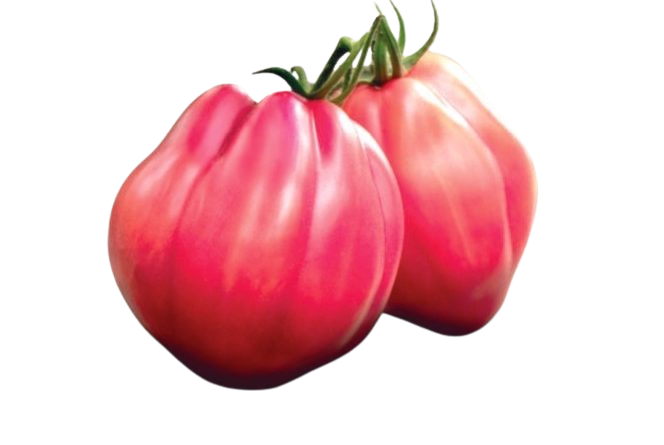 Pomidor ROSAMUNDA F1 malinowy