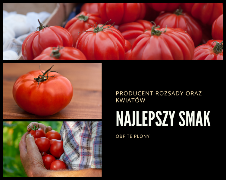 Pomidor ROSAMUNDA F1 malinowy