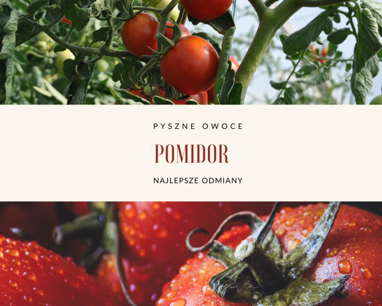 Pomidor ROSAMUNDA F1 malinowy