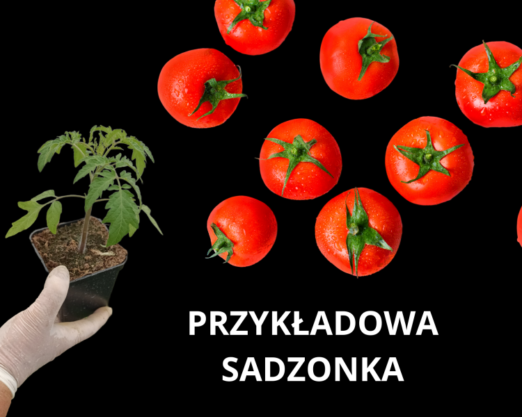 Pomidor ROSAMUNDA F1 malinowy