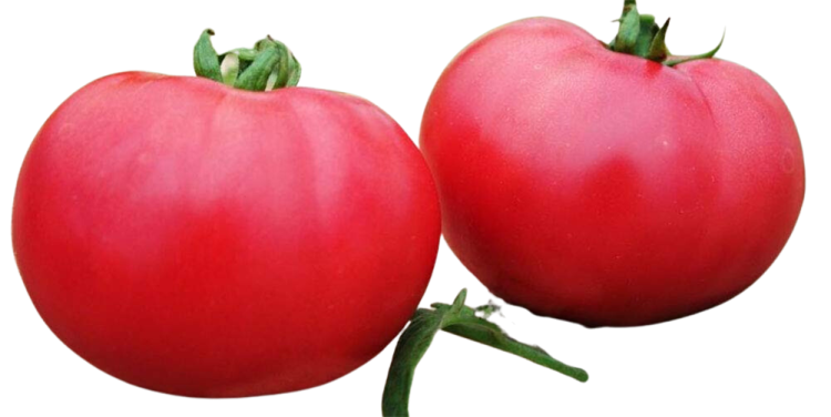 Pomidor ROSAMUNDA F1 malinowy