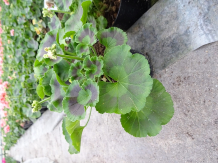 Pelargonia Rabatowa Smokey eye purple p9