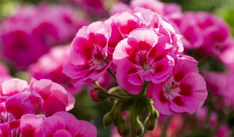 Pelargonia Rabatowa Smokey Eye Pink p9