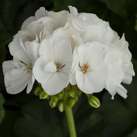 Pelargonia Rabatowa WHITE PALOMA p9