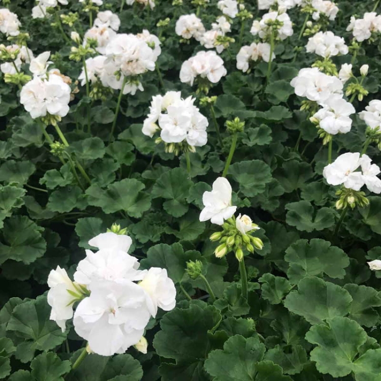 Pelargonia Rabatowa WHITE PALOMA p9