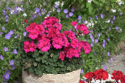 Pelargonia Rabatowa Tumbao Extra Pink p9