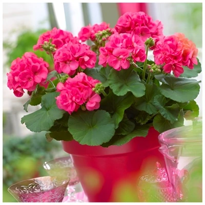 Pelargonia Rabatowa Tumbao Extra Pink p9