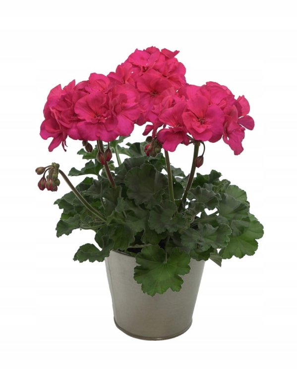 Pelargonia Rabatowa Tumbao Extra Pink p9