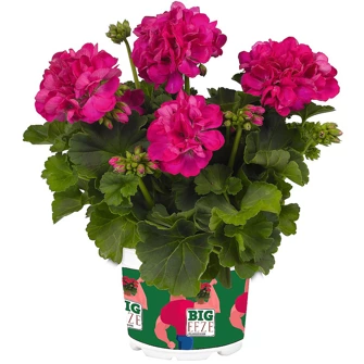 Pelargonia Rabatowa Tumbao Extra Pink p9