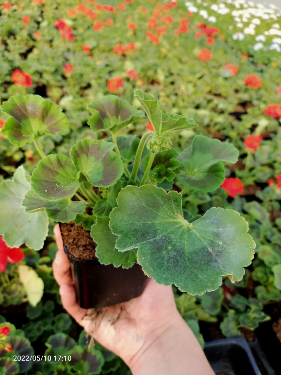 Pelargonia Rabatowa Tumbao Extra Pink p9