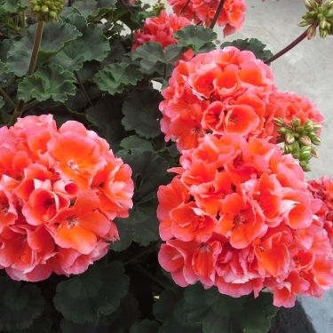 Pelargonia Rabatowa NIGHTDANCER SALMON P9