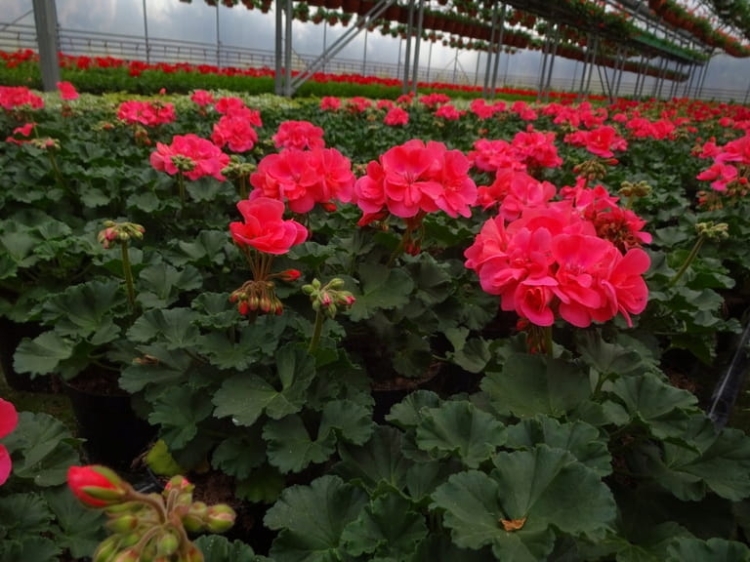 Pelargonia Rabatowa NIGHTDANCER SALMON P9