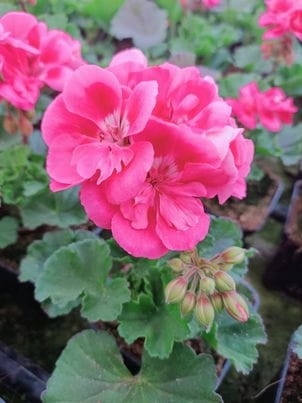 Pelargonia Rabatowa RÓŻ VINETA P9