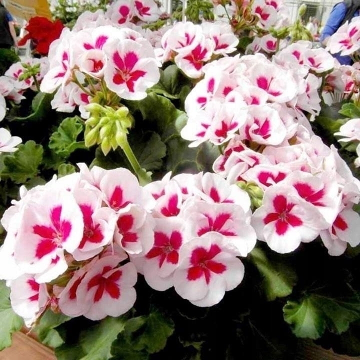 Pelargonia Rabatowa Smokey Eye White P9