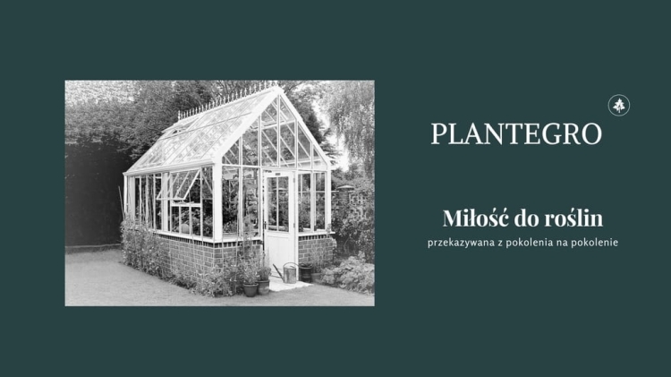 Pelargonia Rabatowa Smokey Eye White P9