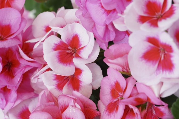 Pelargonia Rabatowa Smokey Eye White P9