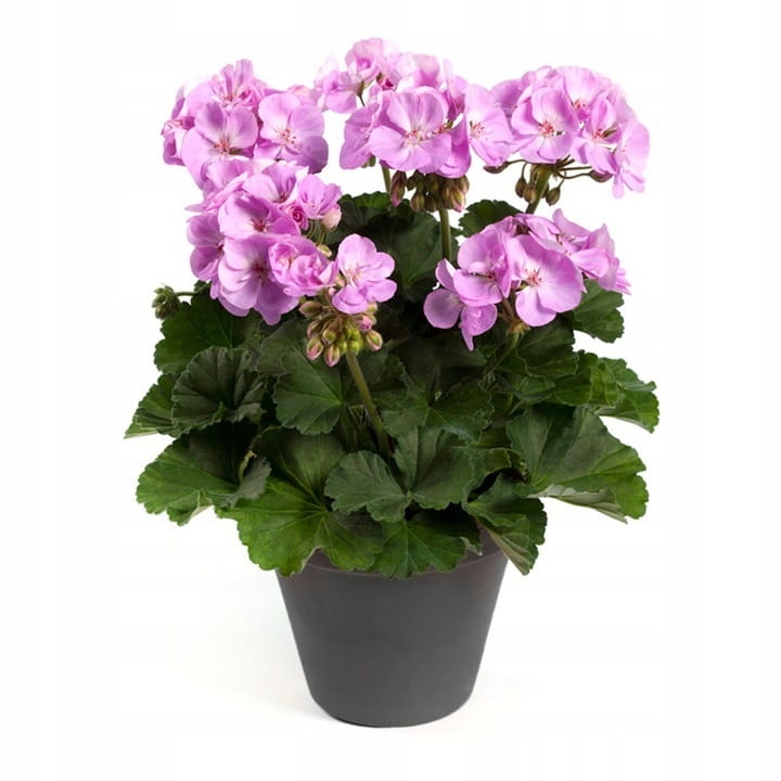 Pelargonia Rabatowa Greta Jasny Fiolet P9