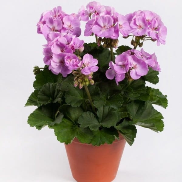 Pelargonia Rabatowa Greta Jasny Fiolet P9