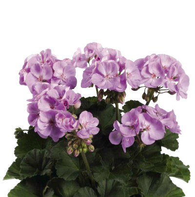 Pelargonia Rabatowa Greta Jasny Fiolet P9
